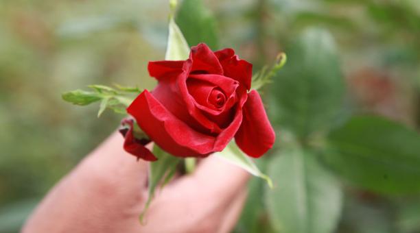El riego y la poda son dos aspectos importantes en el cultivo de las rosas. Foto: Archivo