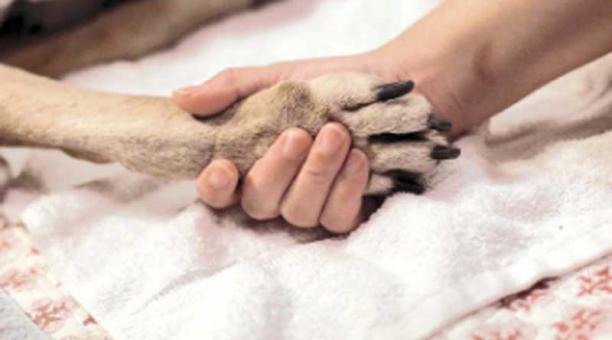 La eutanasia debe ser realizada por un profesional veterinario. Foto: Ingimage