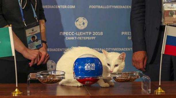 El gato Aquiles es el animal oficial designado para dar los oráculos del Mundial 2018. Foto: EFE