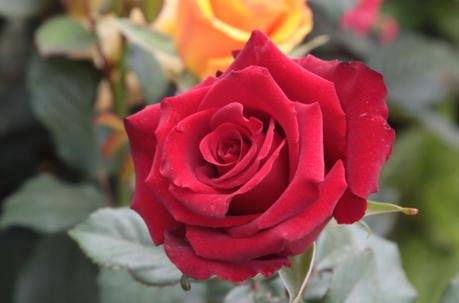 El riego y la poda son dos aspectos importantes en el cultivo de las rosas. Foto: Archivo