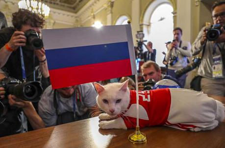 El gato Aquiles es el animal oficial designado para dar los oráculos del Mundial 2018. Foto: EFE
