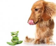 El uso de aloe vera puede ser beneficioso para las mascotas. Es mejor utilizar el producto orgánico y natural. Foto: Ingimage