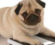 Consulte a su veterinario sobre cuál es el peso ideal de su mascota. Foto: Ingimage