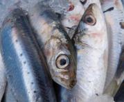 La sardina concentra  altas dosis de Omega 3 que ayuda a combatir el  riesgo de  padecer diabetes.