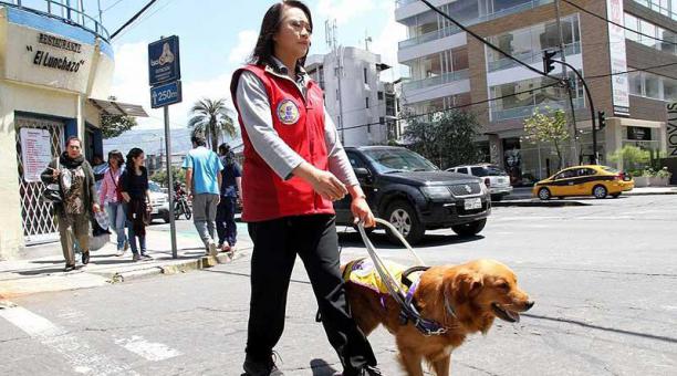 Valeria Chung lleva por la calle a un perrito guía para entrenarlo. Foto: cortesía Escuela de Perros Guía Ecuador