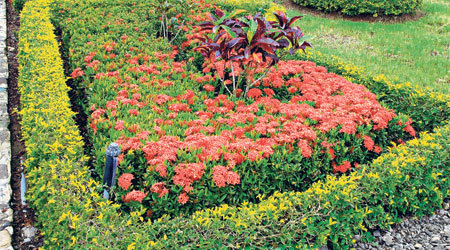 Le plantas el maravilloso fragante seifenblume en su jardín a!