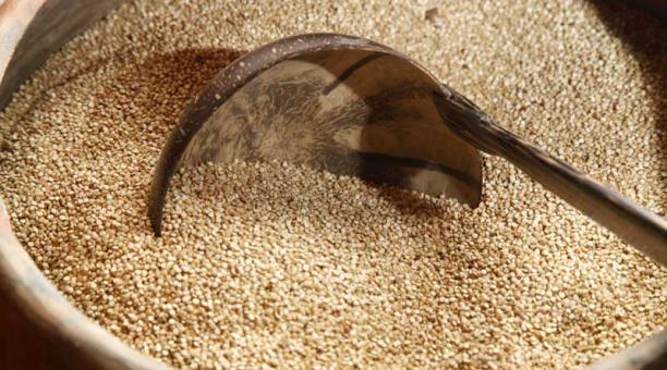 Se trata de una semilla que se consume como cereal. Posee gran cantidad de proteína. Es fácil de digerir. Foto: ÚN