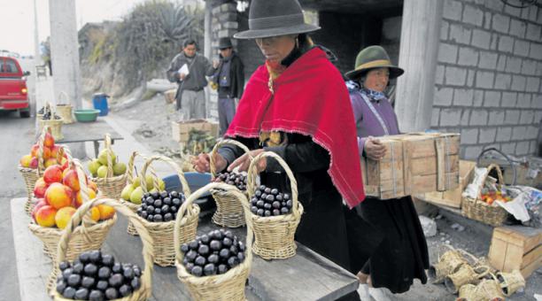 El capulí abunda en los campos de la Serranía; se destaca el producto de Tungurahua. Foto: Glenda Giacometti / ÚN