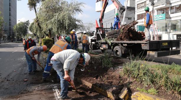 Los obreros se encuentran retirando el tronco y limpiando la avenida Amazonas después que un árbol de 8 metros cayera sobre la vía. Foto: Diego Pallero / ÚN