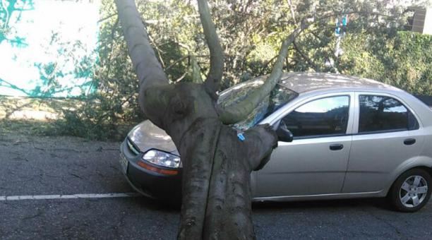 Un árbol de 5 metros cayó sobre un automóvil en la avenida González Suárez el norte de Quito. Foto: Cortesía Epmmop