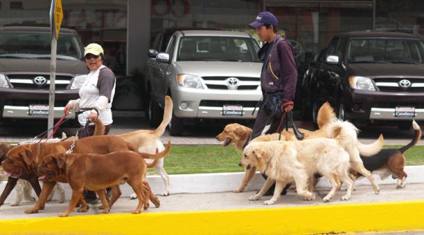 El cuidado y paseo de las mascotas de su barrio puede ser el inicio de un negocio más grande. Foto: Referencial