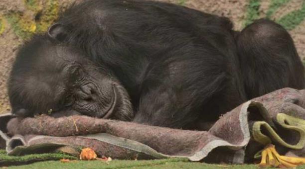 Chimpancé liberada en Argentina por depresión llegó a Brasil para vivir en santuario. Foto: Captura de pantalla