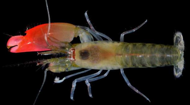 Esta especie nueva de Crustáceo se llama Synalpheus pinkfloydi. Foto: @Zootaxa