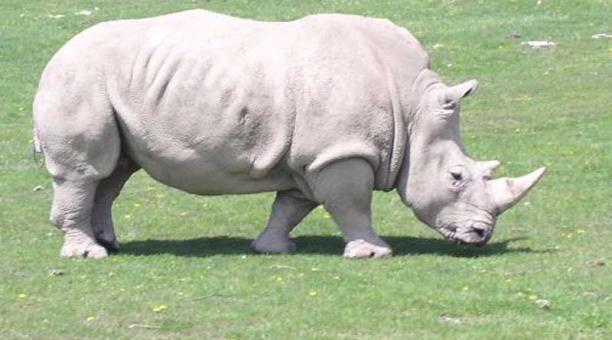 El último rinoceronte blanco del norte que queda en el mundo, necesita tener descendencia. Foto: Captura de pantalla