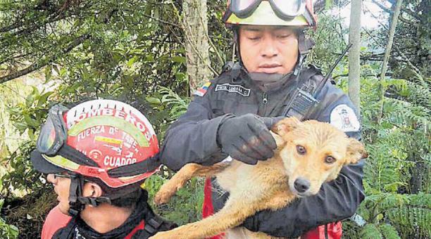 Los bomberos rescatan animalitos con más frecuencia de la que se cree. Foto: Cortesía Municipio
