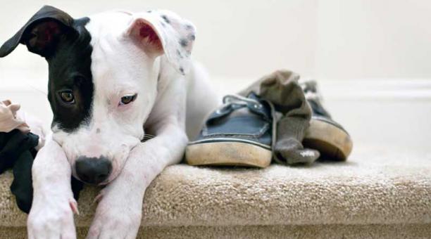 Los aullidos, ladridos y destrozos en casa pueden ser síntoma de que su mascota sufre ansiedad. Foto: Ingimage