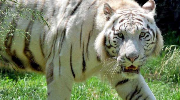 Un zoológico británico investiga el martes 30 de mayo del 2017 la muerte de una cuidadora atacada por un tigre. Foto: EFE