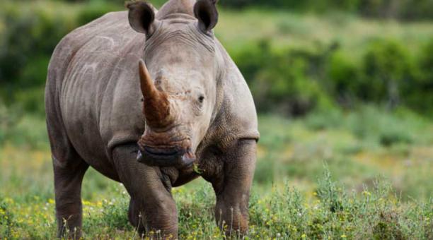 Un rinoceronte mató a un especialista húngaro en esta especie en el Parque Nacional Akagera de Ruanda. Foto: Captura de pantalla
