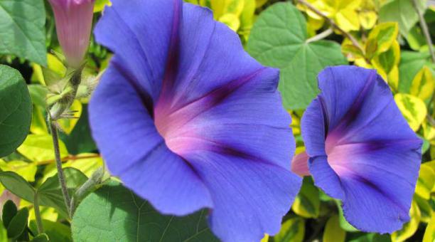 El delicado toque azul de los jardines | Últimas Noticias