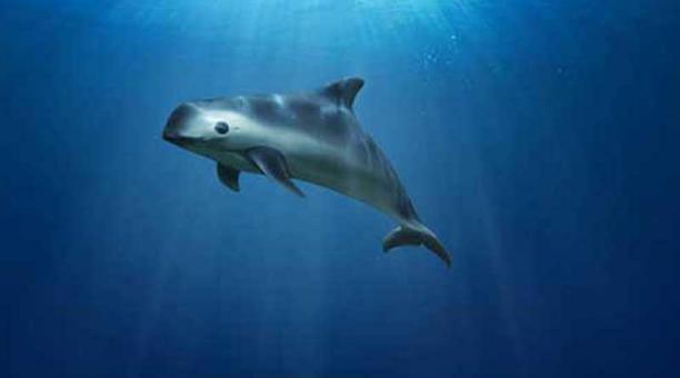 Un grupo de científicos utilizará delfines para que guíen a las vaquitas marinas a un refugio. Foto: ÚN