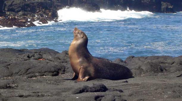 El 95 De Especies Originalmente Registradas En Galapagos Esta En