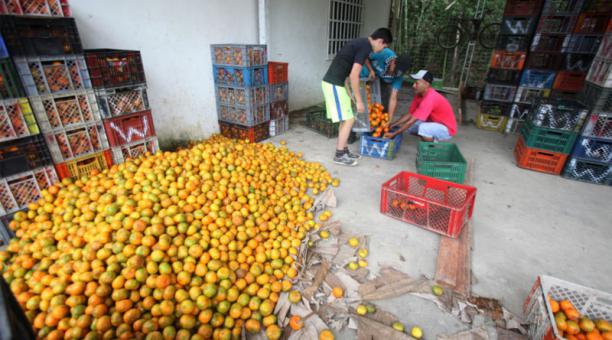 Los centros de acopio del cantón Chone lucen repletos de mandarina por la buena cosecha de este año. Fotos: Juan Carlos Pérez/ para ÚN