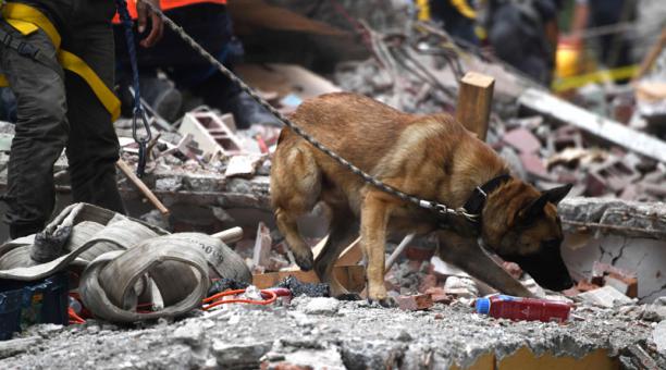 Un perro participa en la búsqueda de sobrevivientes en la Ciudad de México el 21 de septiembre de 2017. Foto: AFP