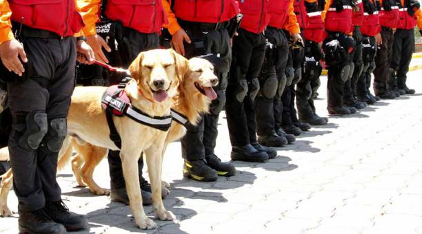 Bomberos de Quito se activaron con canes adiestrados para búsquedas para ir a México. Foto: Eduardo Terán / ÚN