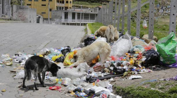 Los perros andan sueltos en Buenaventura, en el sur, y hacen de las suyas. Foto:  Alfredo Lagla/ÚN