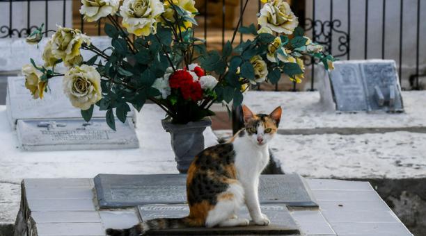 Un gato se sienta en una lápida en el cementerio de Santa Cruz de Mompox, departamento de Bolívar, Colombia. Foto: AFP