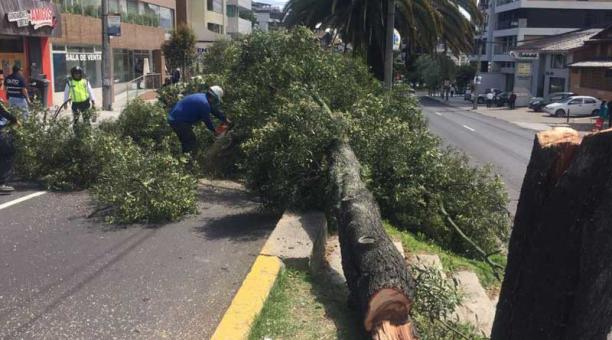 Personal de Parques y Jardines taló lo que había quedado del árbol, para evitar una nueva desgracia. Foto: Paúl Rivas / ÚN