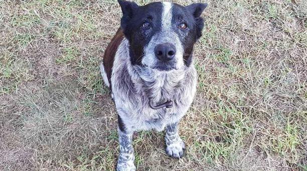 Max, un perro pastor ganadero australiano de 17 años estuvo con la niña durante toda la noche. Foto: Twitter Queensland Police