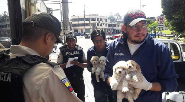 A los animales rescatados se les realizó los respectivos exámenes y tratamientos médicos. Foto: cortesía Municipio de Quito