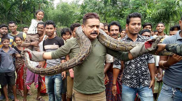 La serpiente se enrolló en el cuello y el hombre tuvo que batirse para deshacer ese abrazo que podría ser mortal. Foto: AFP