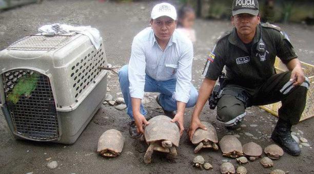 Varias tortugas y una lora fueron rescatadas. Foto: cortesía Ministerio del Ambiente