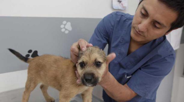 Cuando se adopta un perro mestizo el primer paso es llevarlo al veterinario. Foto: Archivo / ÚN