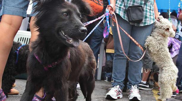 En la feria también se realizará un show canino. Foto: archivo / ÚN