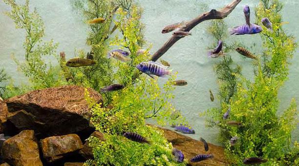 Algas buenas y malas pueden aparecer en el hábitat de los peces. Foto: Pixabay