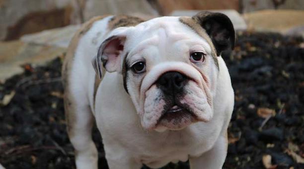 La nueva normativa también prohibirá tener como mascotas a perros de estatura mayor a 45 centímetros o a razas consideradas en China "feroces" como los bulldogs o los molosos. Foto: Pixabay