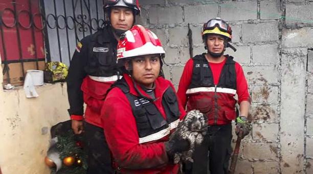 En el sector de La Forestal, los bomberos rescataron a un cachorro que cayó en una zanja de cinco metros de profundidad. Foto: Twitter Bomberos Quito