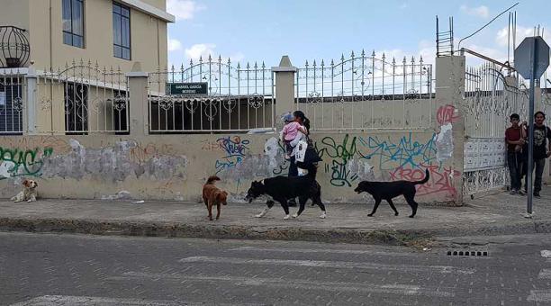 Los animales deambulan por calles como la García Moreno, en Gualo. Foto: Evelyn Jácome / ÚN
