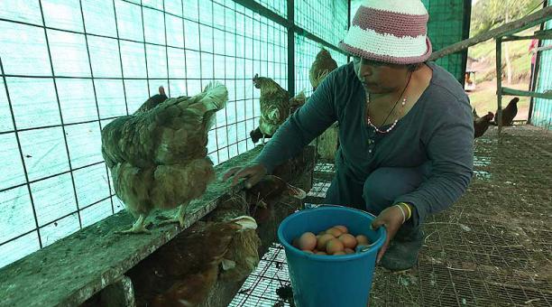 Matilde es la encargada de cuidar las gallinas, como una fuente de empleo. Fotos: Julio Estrella / ÚN