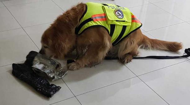 Imagen del can de la Policía mientras olfatea un paquete de envoltura negra. Foto: Twitter Policía