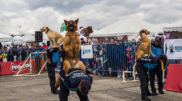 Los canes amaestrados de la Policía presentarán su show en la Expo mascotas 2019. Foto: Facebook Expo Mascotas Ecuador