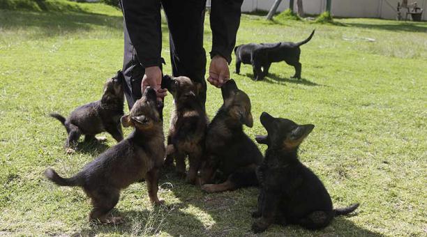 El curso de adiestramiento canino se realizará en Quitumbe. Foto: archivo / ÚN