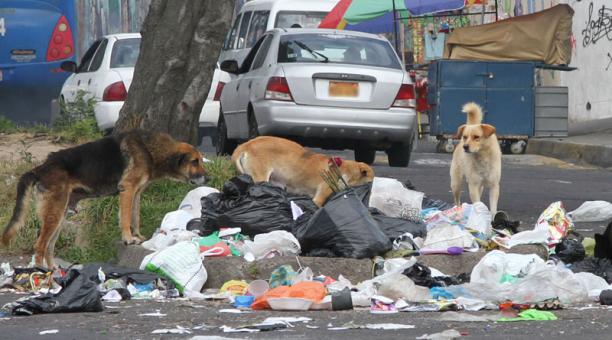 La campaña se enfoca en los perritos sin dueño que deambulan en Quito. Foto: Eduardo Terán / ÚN