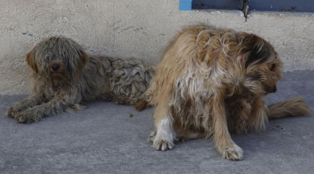 Imagen referencial. Al menos 19 perros murieron en Baños de Agua Santa, Tungurahua, producto de un supuesto envenenamiento. Foto: Archivo / ÚN