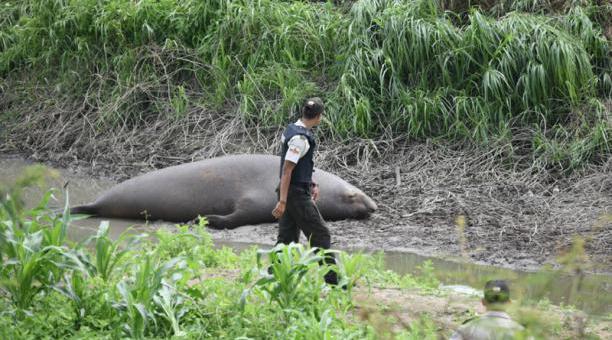 El elefante marino fue llevado a su hábitat natural tras el rescate. Foto: API para ÚN
