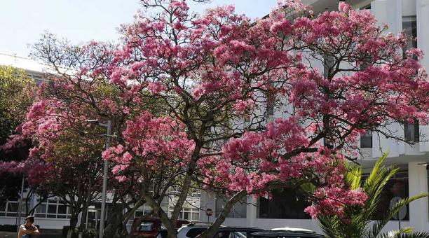 Este es el árbol de arupo que florece en esta época del año. Este se encuentra en al U. Católica. Foto: Galo Paguay / ÚN