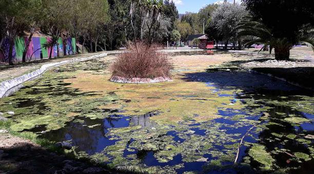 Llena de algas, basura y plásticos está la laguna de El Tingo. Foto: Agustín Eusse / ÚN